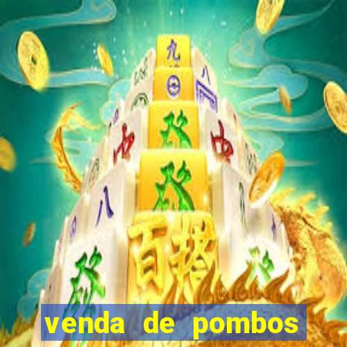 venda de pombos correios olx